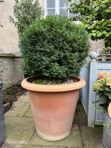 2024 Container Gardening Trends - Image 3