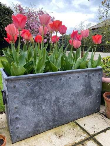 Galvanised Tank - Riveted Zinc Planter 100 cm