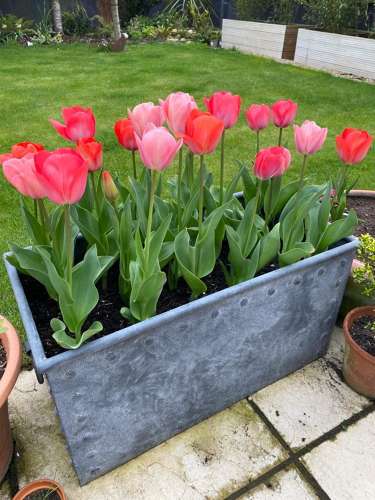 Galvanised Tank - Riveted Zinc Planter 100 cm